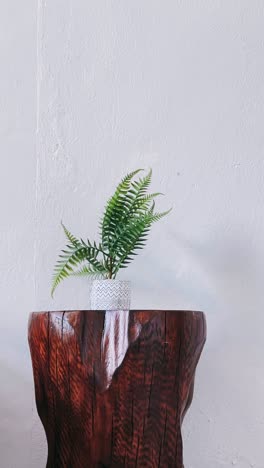 fern plant on a wooden stump