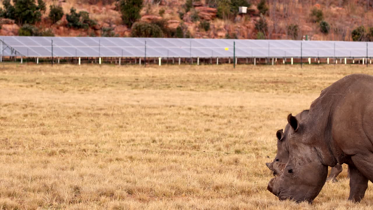 Juxtaposition of prehistoric dehorned rhinos grazing near modern PV solar panels