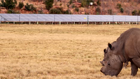 juxtaposition of prehistoric dehorned rhinos grazing near modern pv solar panels