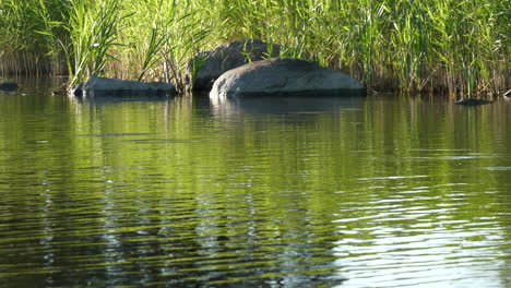 fondo de peces en la superficie del estanque de agua dulce