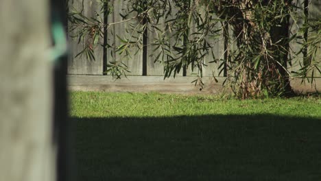 Crested-Pigeon-Flying-Out-Of-Garden-Sunny-Daytime-Australia-Gippsland-Victoria-Maffra