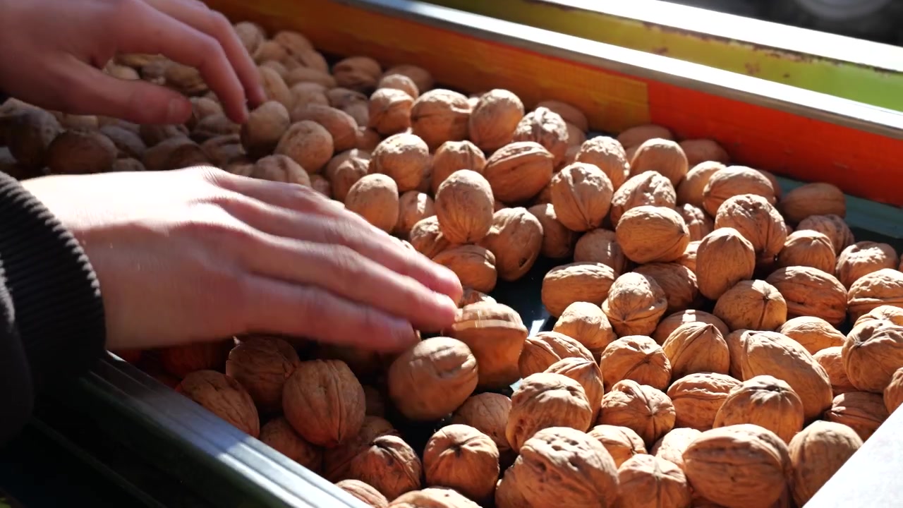 Un lavoratore seleziona manualmente le noci appena raccolte su un nastro trasportatore, rimuovendo i gusci aperti durante il controllo qualità in un'azienda agricola di noci.