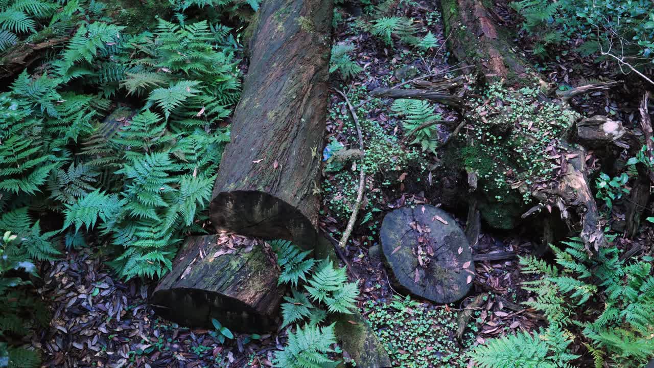Falling Tree Trunks In Rainforest Of Blue Mountains National Park, New South Wales, Australia. High Angle Shot