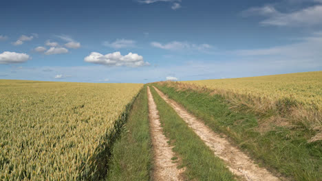 Aerial-view-of-Lincolnshire-farmland,-summer-crop-of-wheat-and-barley,-country-road