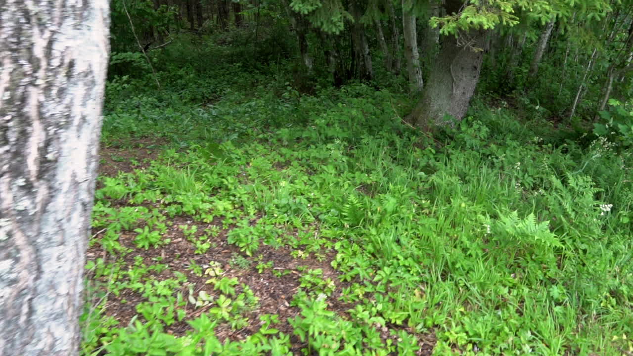 maleza, hierba - árboles. panorama a la derecha