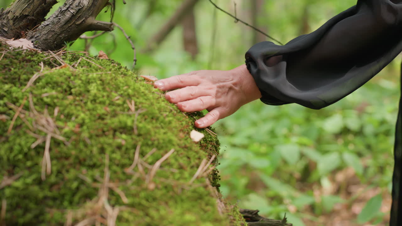 Close up of woman hand touching soft moss on old forest stump under natural light, gentle motion showing connection with nature, calm atmosphere, and texture of bark blending