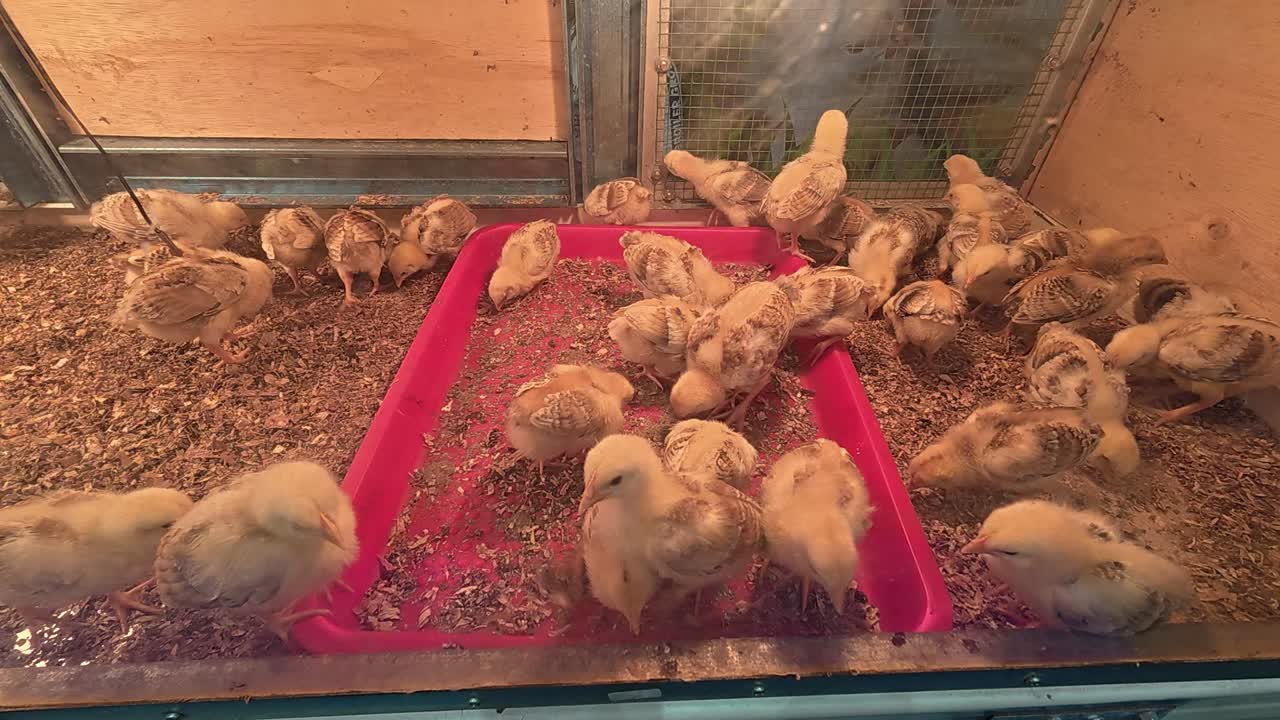 Tiny farm chicks are kept in a pen, actively feeding. These young chickens are being raised for food production, showcasing early stages of poultry farming.