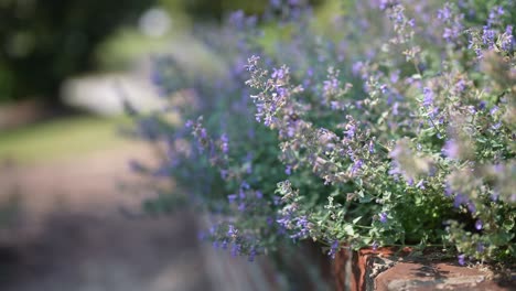 Exquisitos-Primeros-Planos-De-Fragantes-Flores-De-Lavanda-En-Un-Jardín-Bañado-Por-El-Sol,-Con-Abejas-Ocupadas-En-Vuelo-Mientras-Recolectan-Néctar.