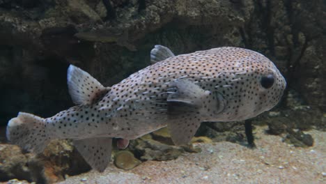 pez globo manchado en el acuario