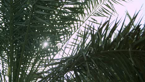 View Of Date Palm Tree With Sunlight Seen Through The Leaves - close up