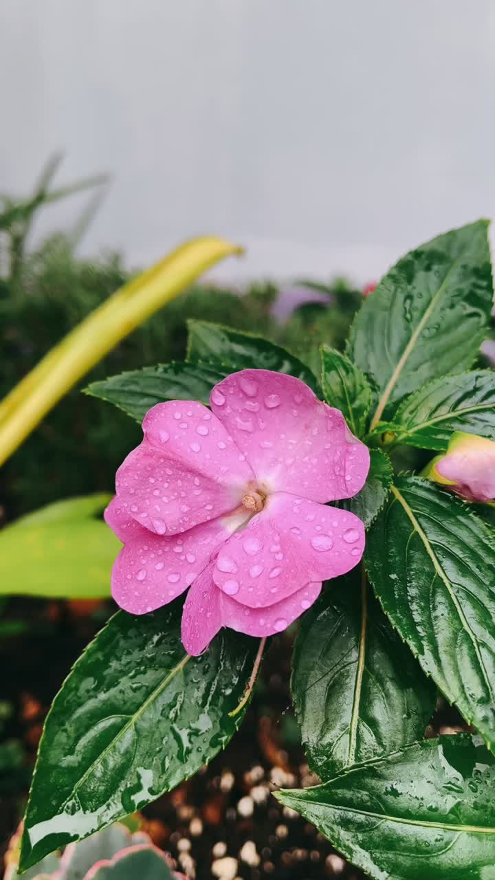 rosa impaciencia flor con gotas de rocío