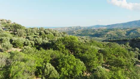 passage through the trees of the calabrian countryside, green rigorous nature