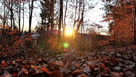 Cálida-Puesta-De-Sol-En-Otoño-Con-Hojas-De-Naranja-En-Un-Bosque