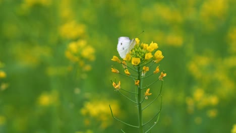 En-Medio-De-Las-Flores-De-Colza-De-Color-Amarillo-Dorado,-Una-Hermosa-Mariposa-Blanca-De-Repollo-Agita-Sus-Alas-Mientras-Poliniza,-Un-Primer-Plano-Que-Muestra-La-Belleza-De-La-Naturaleza