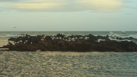 Seagulls-at-a-beach-rock-on-a-windy-day