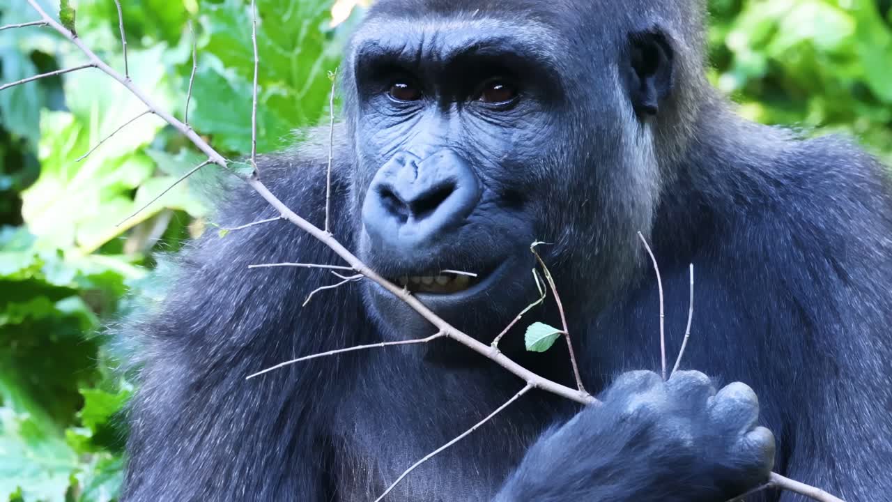 A gorilla closely observed while eating leaves in a dense, leafy environment.
