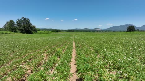 drone captures lush agricultural fields under bright sky, using precision mapping tech