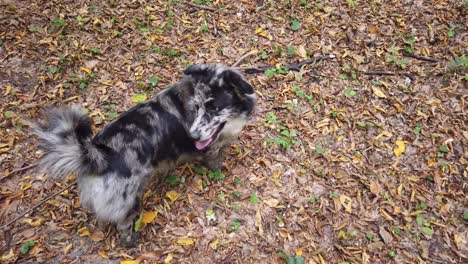 dog running in an autumn forest, rural scene on fall season