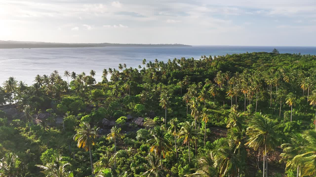 Drone captures dense coastal jungle of Caxisigan Island, Balabac, in southern Palawan, Philippines, with towering Cocos nucifera palms and tropical hardwoods stretching to the sea under warm light