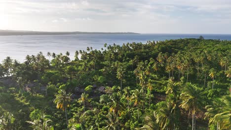 drone captures dense coastal jungle of caxisigan island, balabac, in southern palawan, philippines, with towering cocos nucifera palms and tropical hardwoods stretching to the sea under warm light