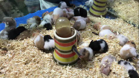 cute guinea pig in farm