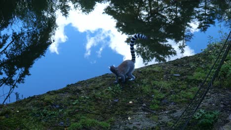 ring-tailed lemur on slope looking around at the amersfoort zoo in the netherlands