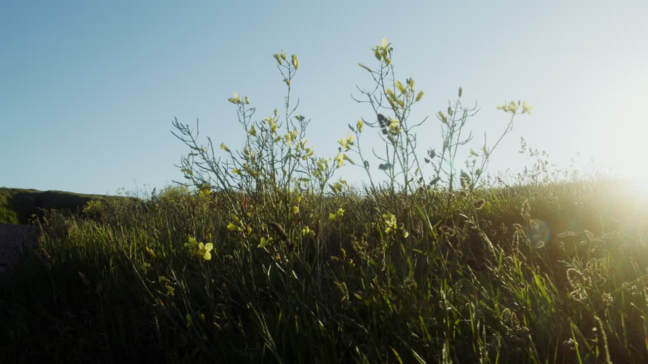 flores silvestres en un prado al atardecer