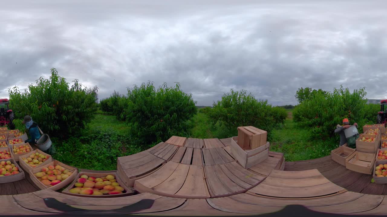 Peach Orchard Harvest