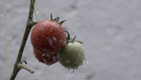 Tomatoes-in-irrigation,-home-garden-due-to-pandemic