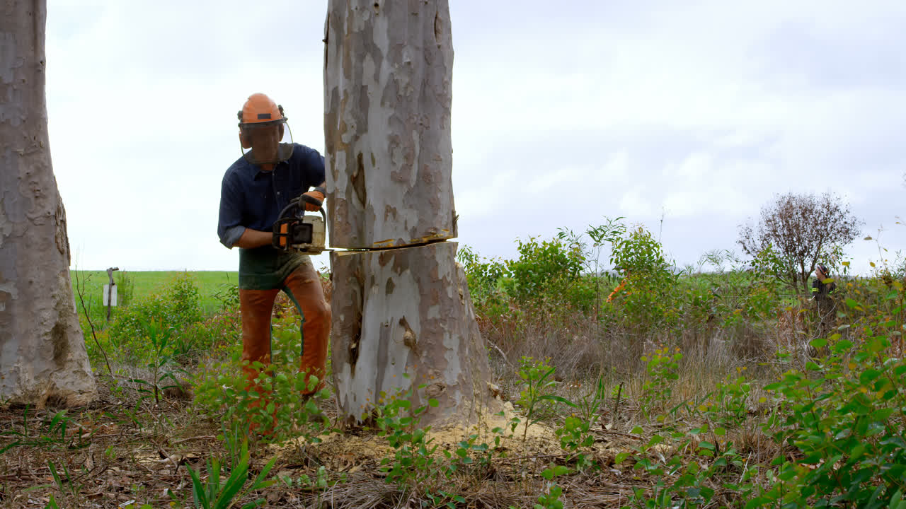 leñador con motosierra cortando el tronco del árbol 4k