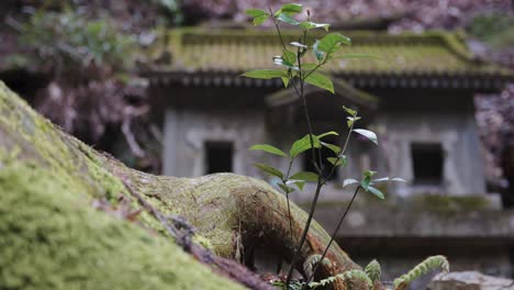 old abandoned mossy shrine in forest of japan 4k