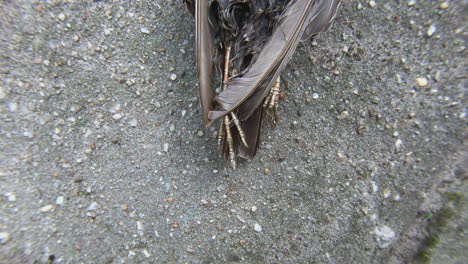 dead starling tilt zoom – a sad picture of mortality