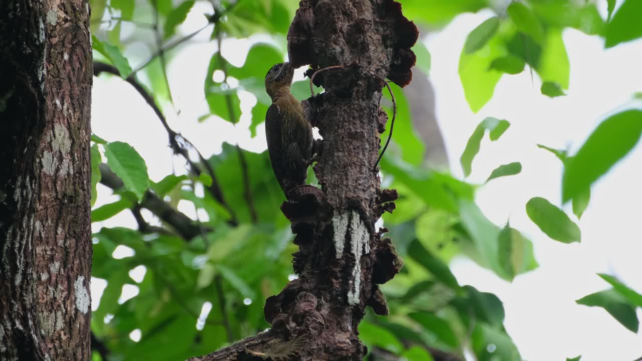 visto en el lado izquierdo mientras da la vuelta a esta rama podrida picoteando y arrojando la corteza para alimentarse, pájaro carpintero laced picus vittatus hembra, tailandia