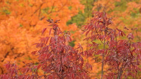 vibrant autumnal foliage in dense trees at the park