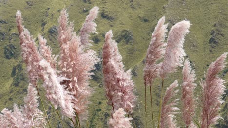 Flores-De-Hierba-Pampa-Moviéndose-Suavemente-En-Un-Día-Ventoso-En-Las-Montañas