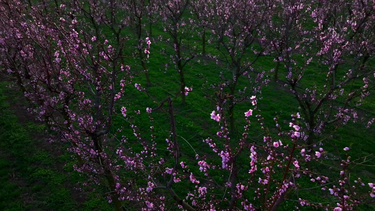 꽃 이 피는 사탕수수 나무 가 줄지어 있는 과수원 의 풍경