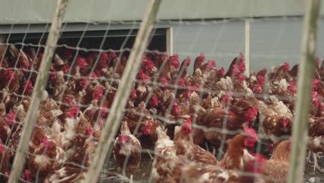 brown feathered chickens coming outside from coop view through wire mesh. follow shot