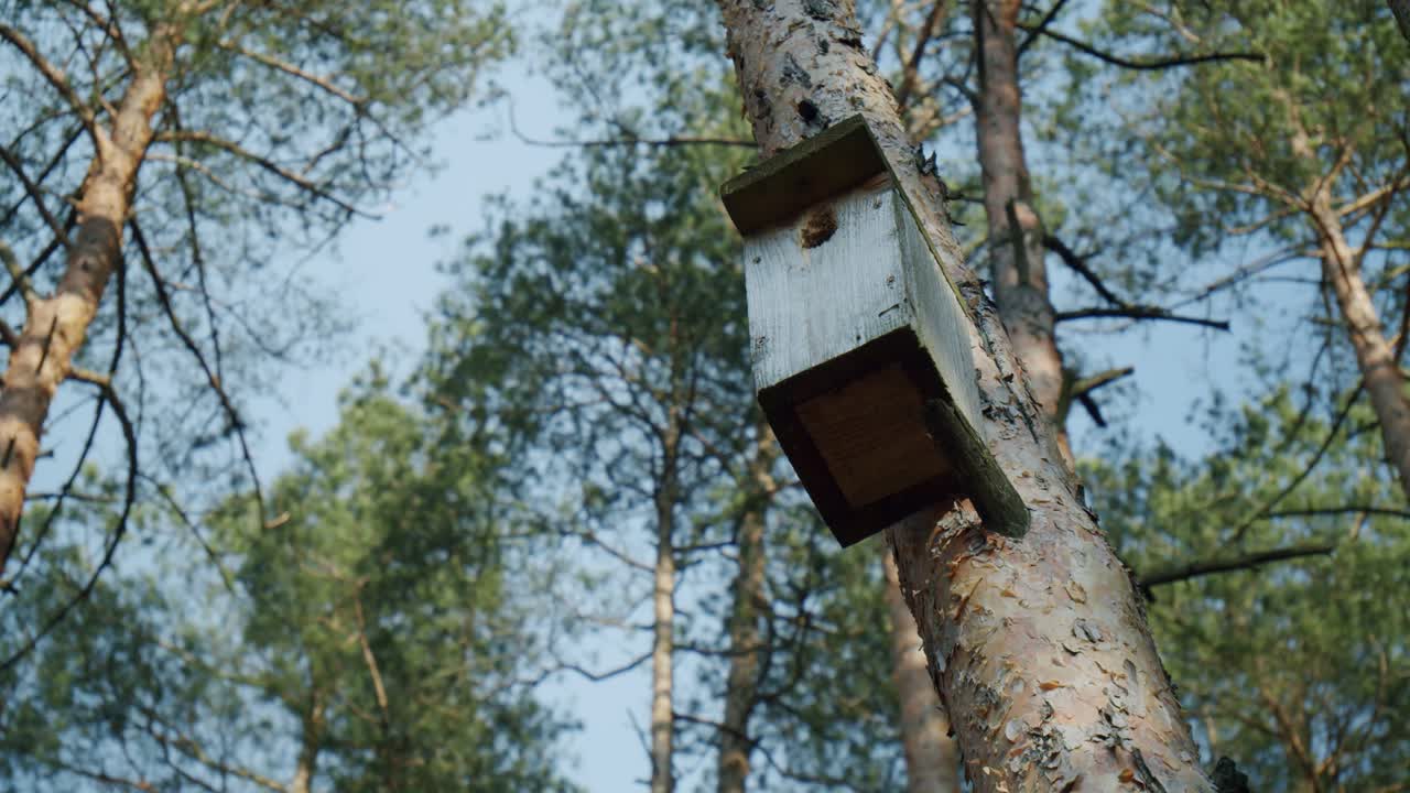 una colorida caja de anidación de pájaros en el bosque en la parte superior de un árbol al sol