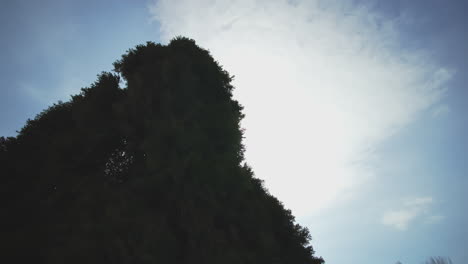 trees and clouds