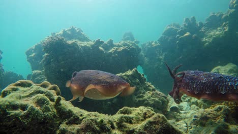 Ein-Paar-Tintenfische-Tanzen-Im-Wasser,-Während-Der-Andere-In-Ihre-Höhle-Geht---Unterwasseraufnahme