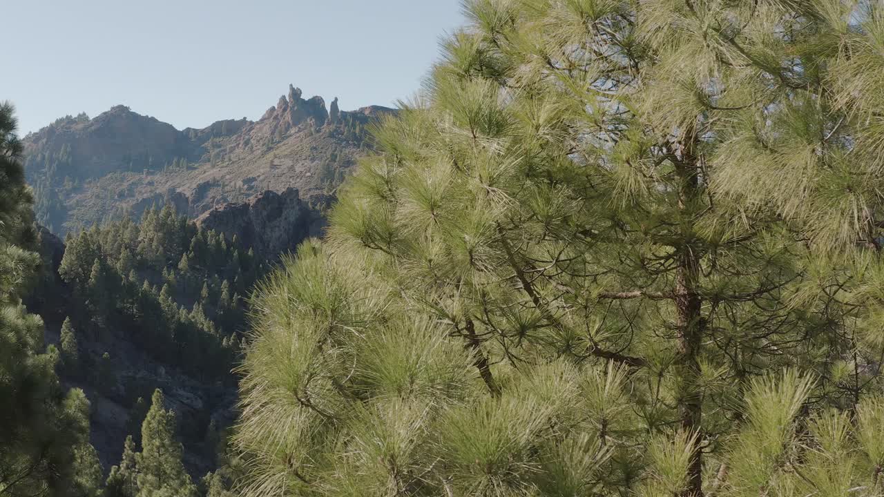 hermosa toma de drones de un panorama de montaña con un árbol en primer plano roque nublo, gran canaria