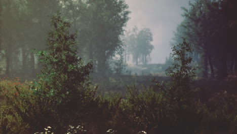 misty forest landscape with dense greenery and soft light during early morning