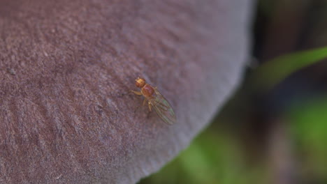 pequeña mosca naranja insegura caminando con cuidado sobre la superficie de un hongo