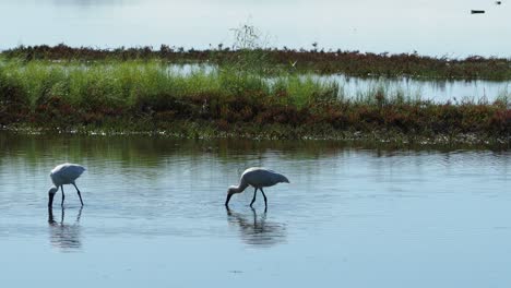 Royal-spoonbill-bird-wading-in-shallow-water-and-hunting-food-at-a-lake