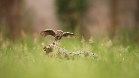 low static shot of a little owl swooping in and landing on a small wooden branch in the grassy field, slow motion