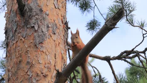 Squirrel eating pine cone on branch in tree