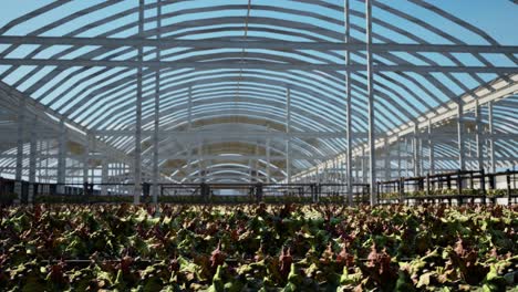 large industrial nursery with wilt vegetable plants inside a greenhouse