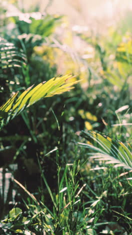 lush green tropical plants and grass in sunlight