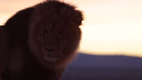 el león gira la cabeza y mira hacia atrás en la luz de la mañana