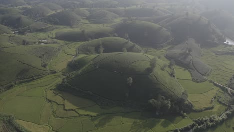 Aerial-view-of-Long-Coc-tea-hills-Vietnam